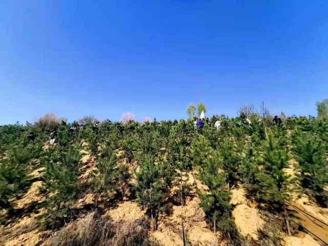 萬創(chuàng)集團(tuán)植樹造林為鄂爾多斯綠水青山添彩助力